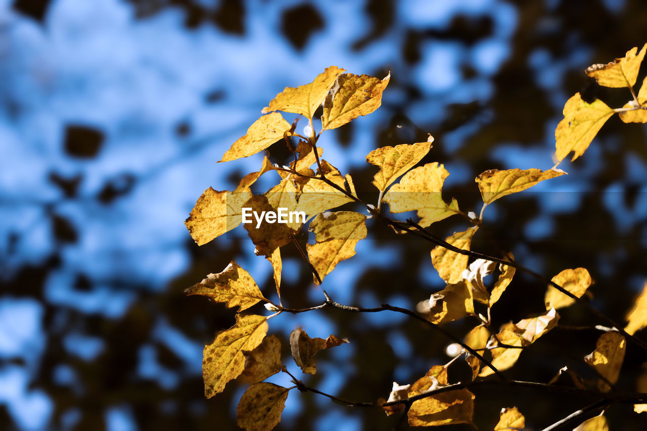 leaf, plant part, autumn, tree, nature, yellow, branch, sunlight, plant, focus on foreground, no people, beauty in nature, close-up, flower, outdoors, sky, day, growth, tranquility, fragility, macro photography