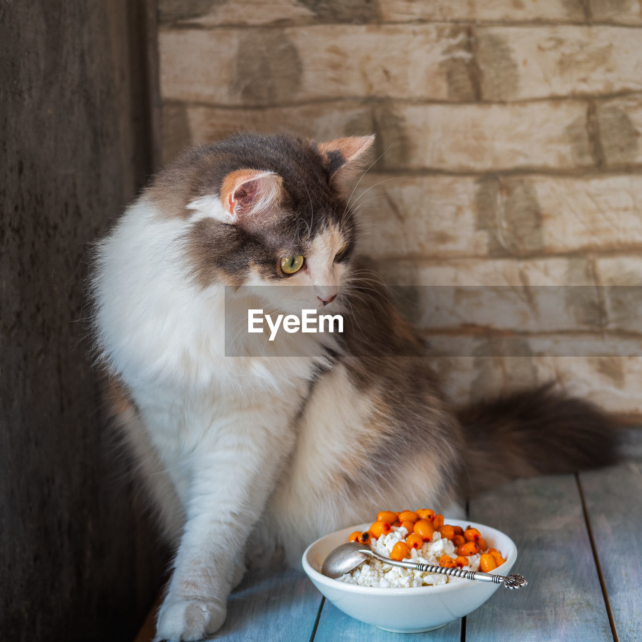 A playful fluffy cat climbed onto a table on which stands a plate with cottage cheese 