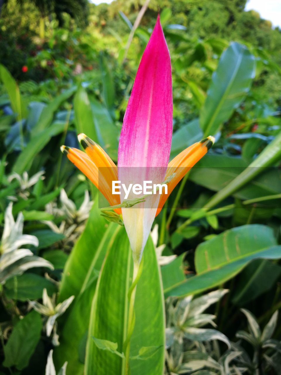 CLOSE-UP OF DAY BLOOMING OUTDOORS