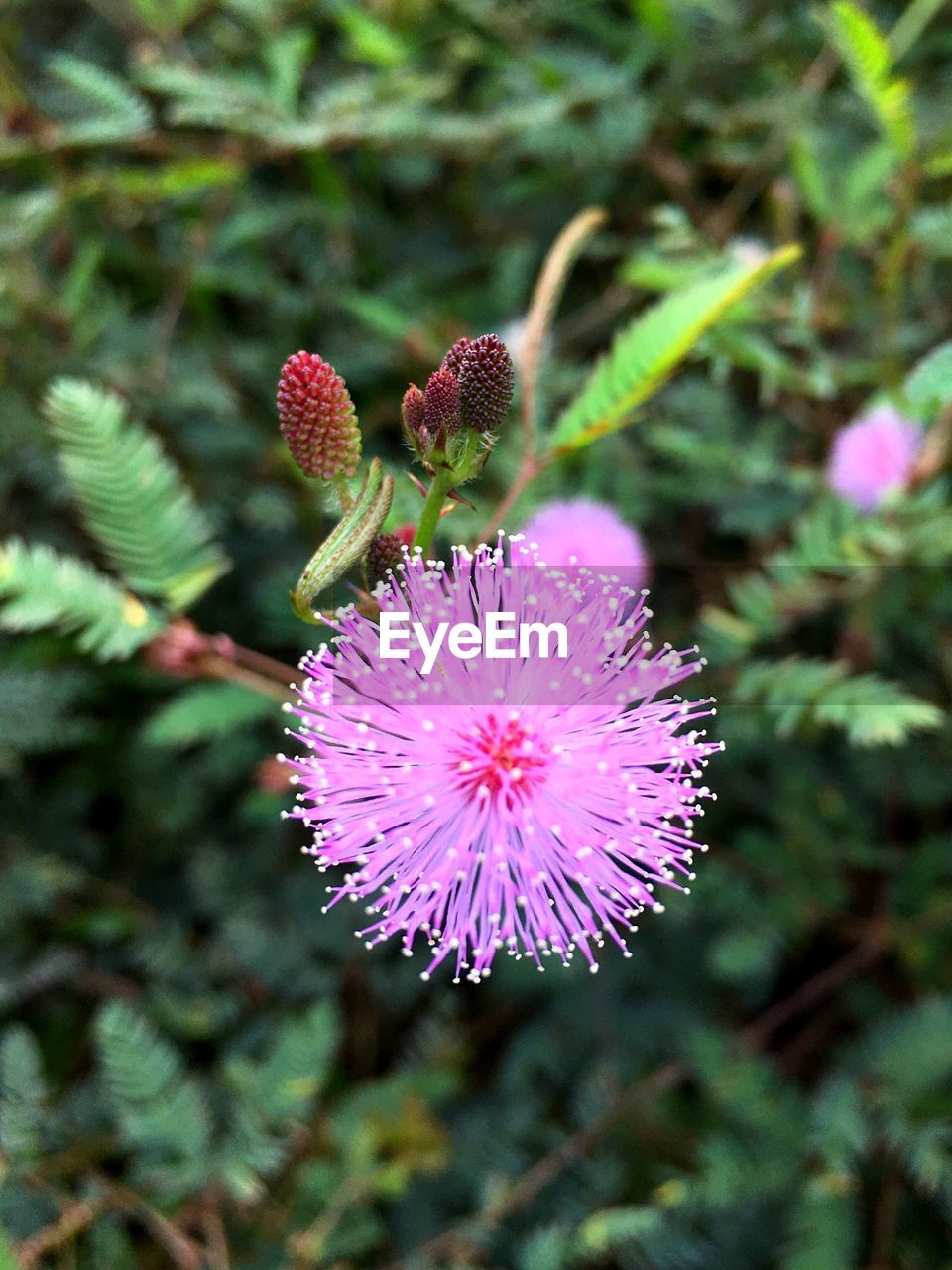 CLOSE-UP OF THISTLE FLOWERS