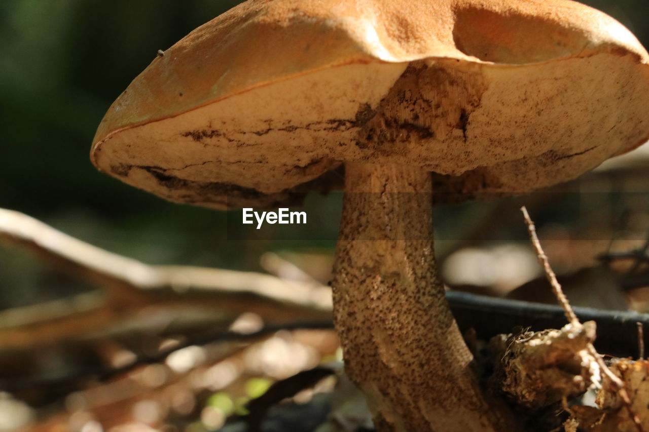 CLOSE-UP OF MUSHROOM GROWING ON PLANT