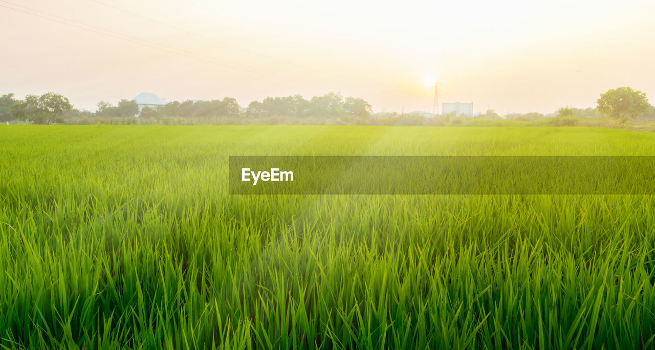 SCENIC VIEW OF AGRICULTURAL FIELD