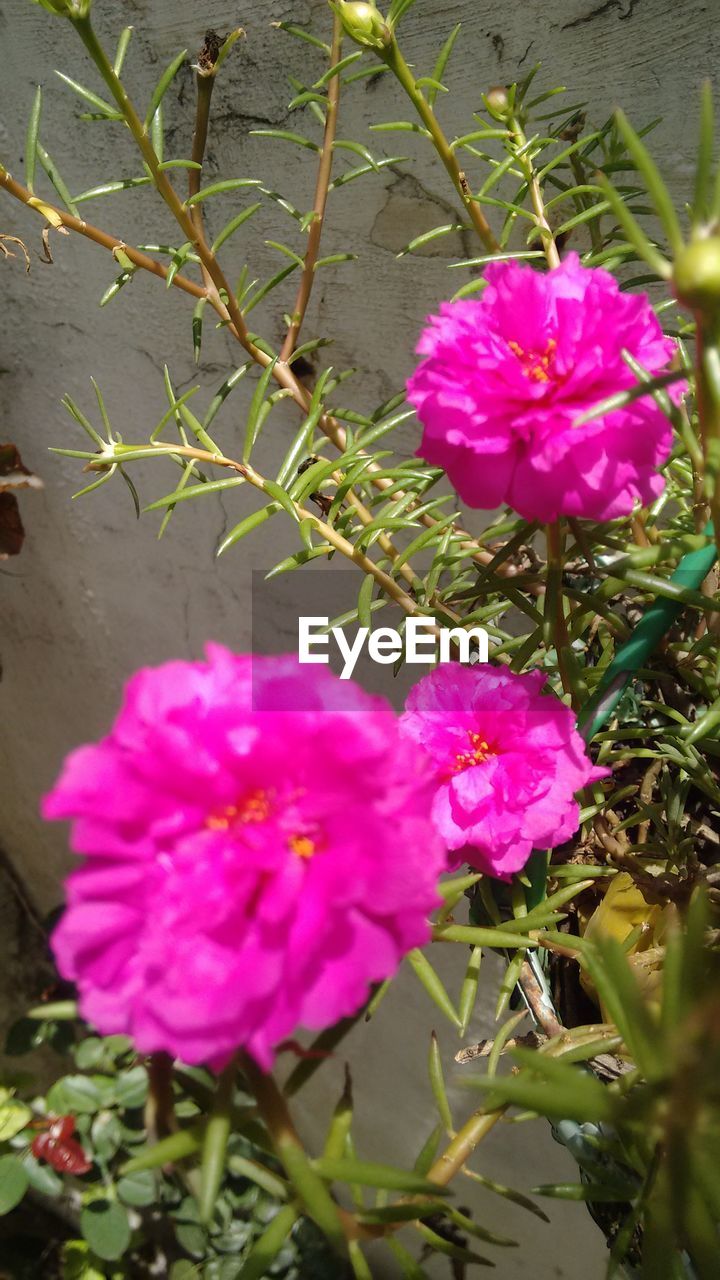 CLOSE-UP OF PURPLE FLOWER BLOOMING OUTDOORS