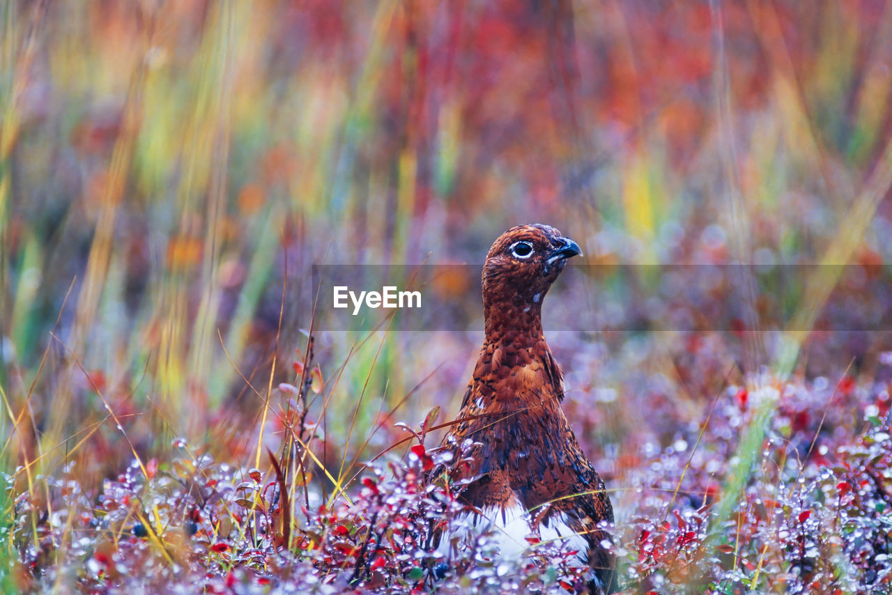 Ptarmigan in wet vegetation at autumn