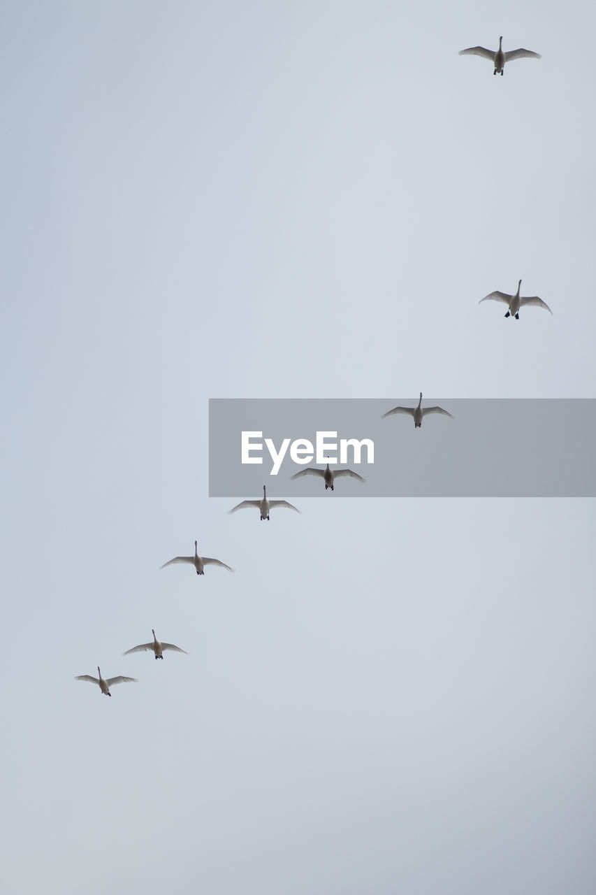 Low angle view of birds flying in sky