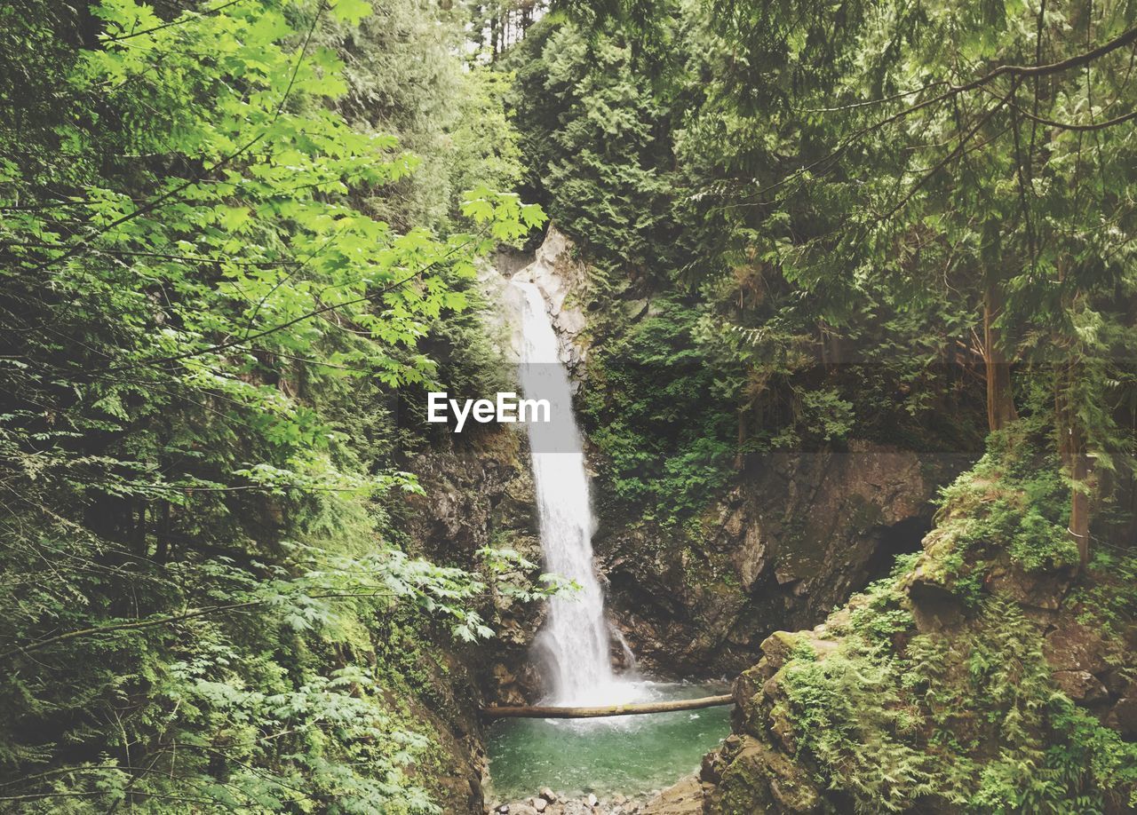 Scenic view of waterfall amidst trees in rainforest