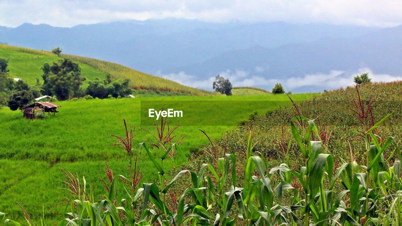 Scenic view of agricultural field against sky