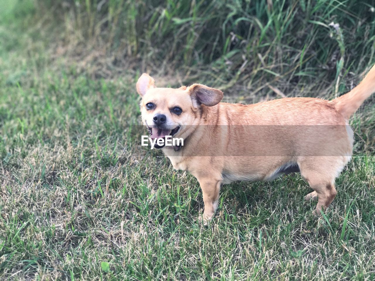 DOG AND GRASS