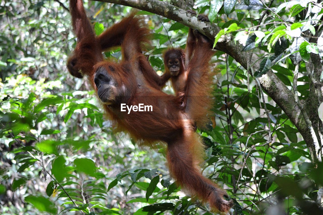 Orangutan hanging on tree in forest