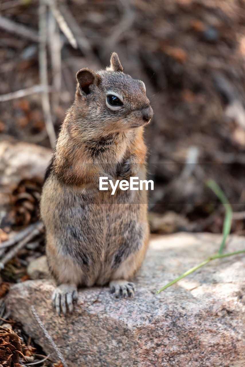 Close-up of chipmunk on field