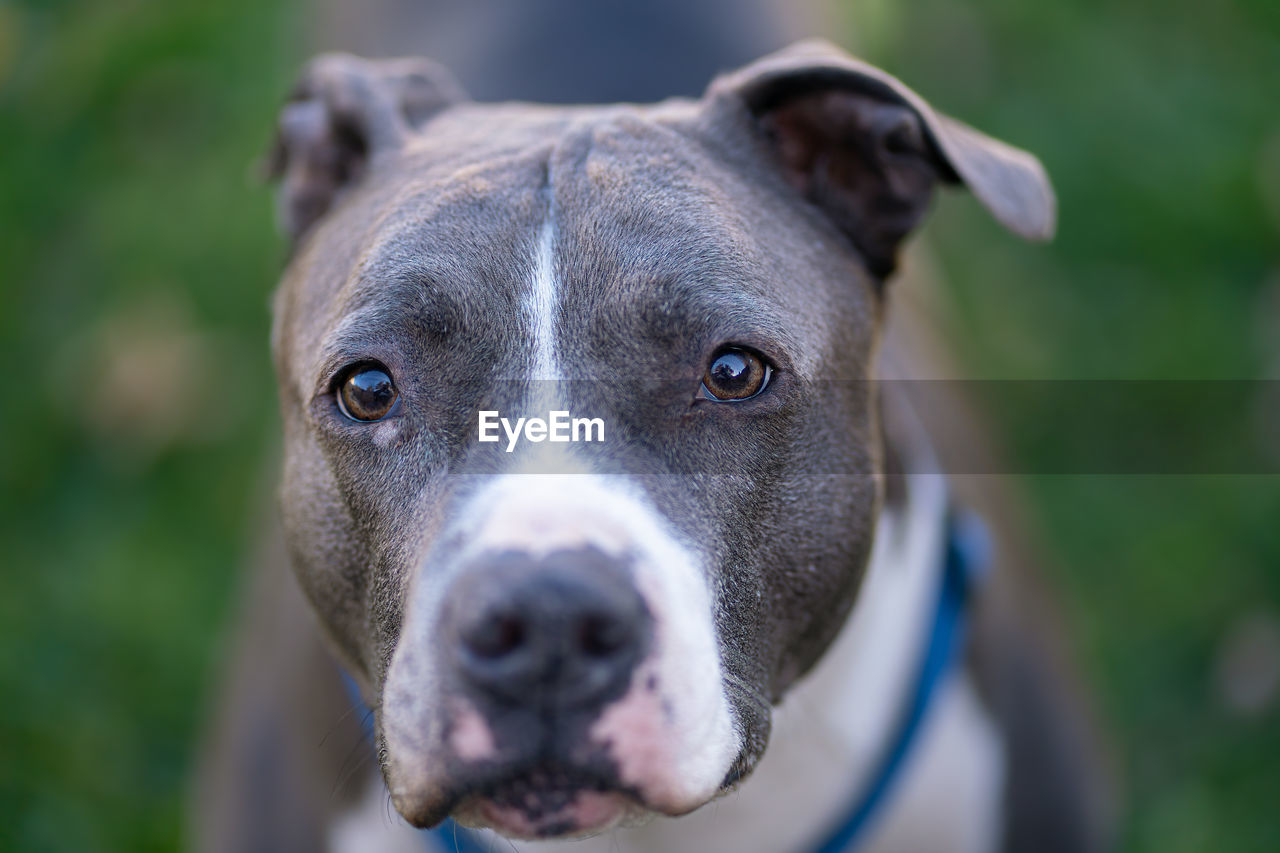 Close up of a pitbull looking at you with shallow depth of field