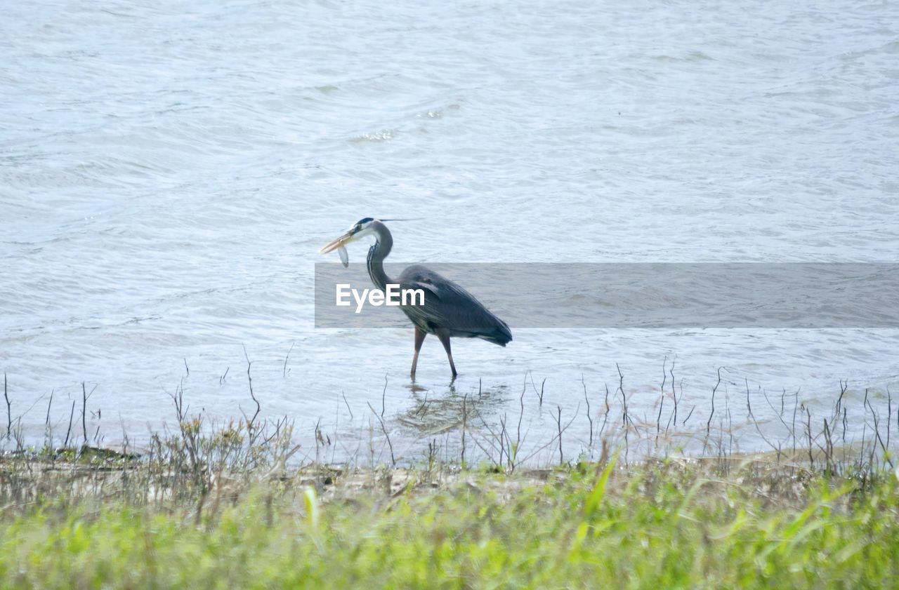 HIGH ANGLE VIEW OF GRAY HERON PERCHING AT LAKE