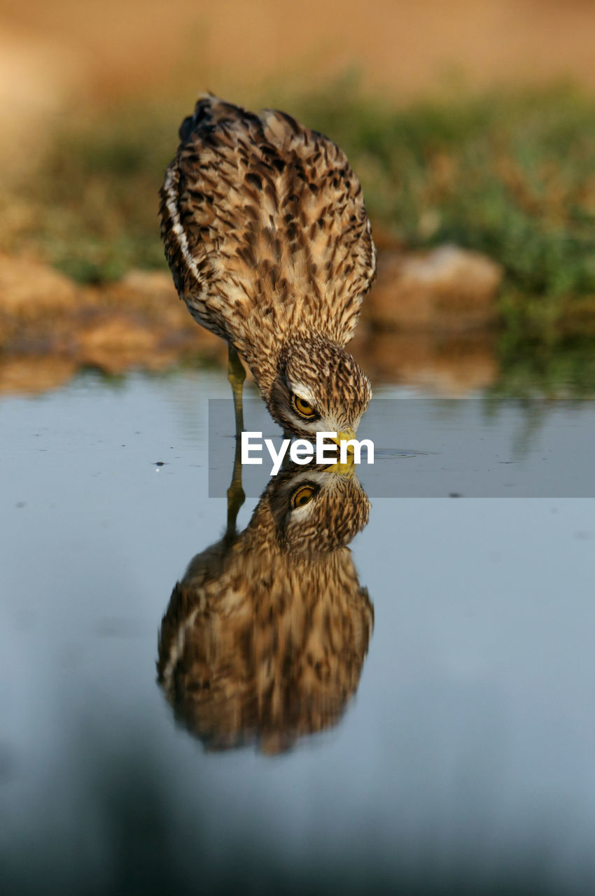 DUCK IN A LAKE