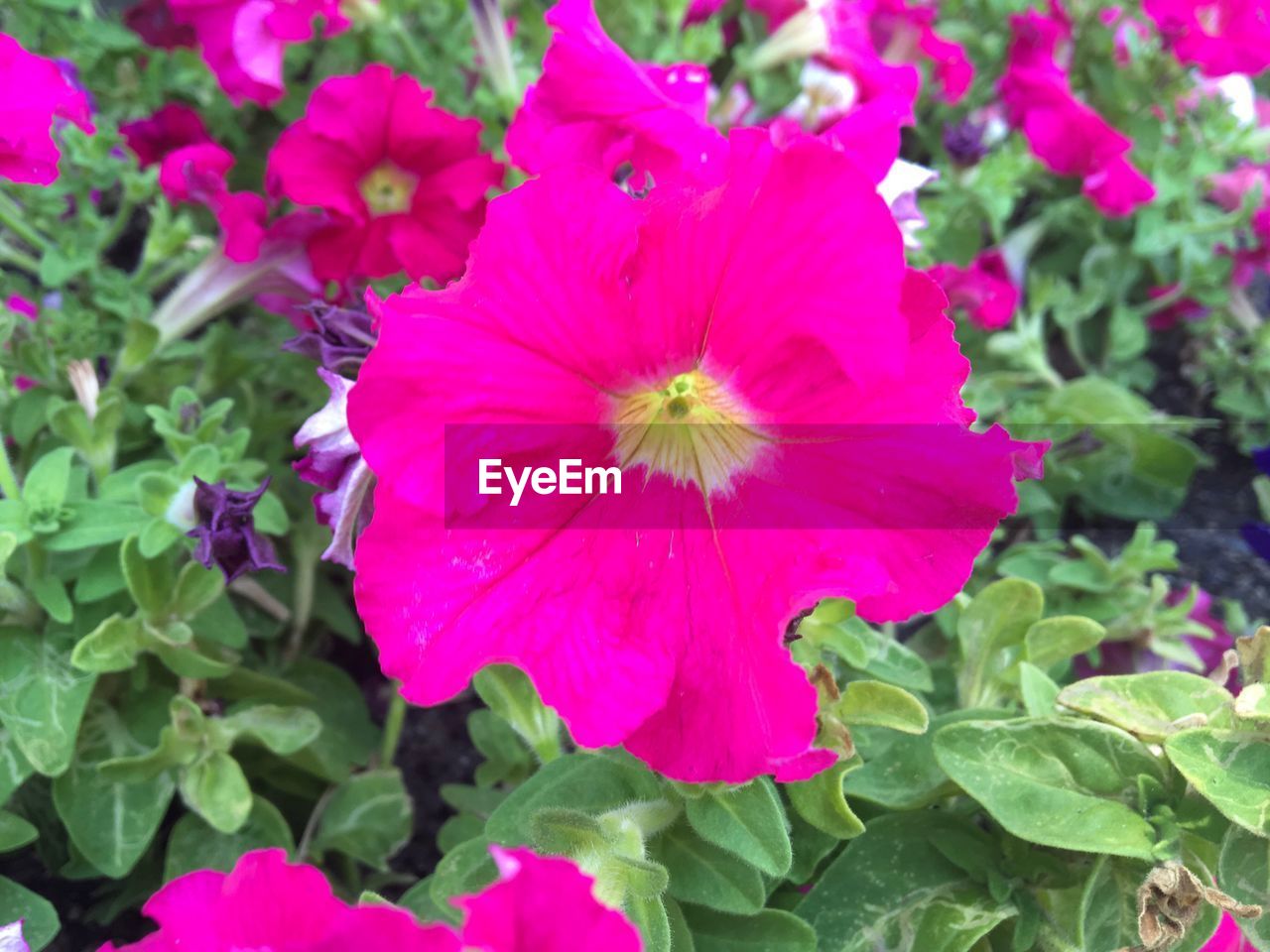 PINK HIBISCUS BLOOMING OUTDOORS