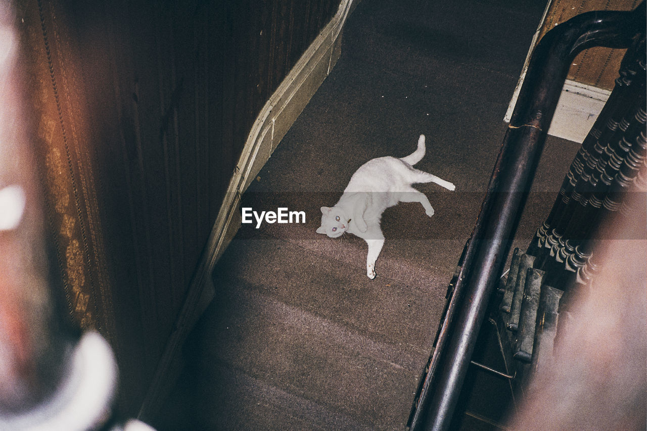 HIGH ANGLE VIEW OF STUFFED TOY ON FLOOR