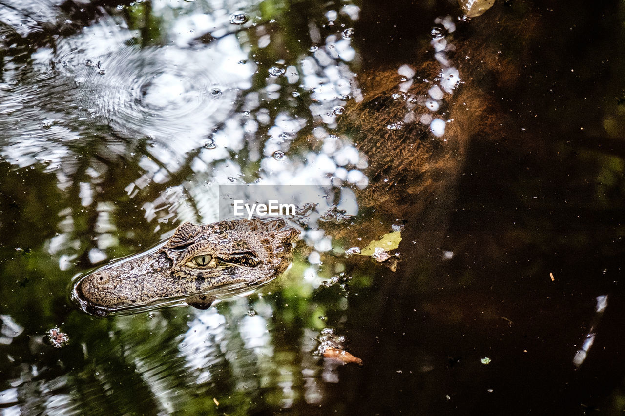 Close-up of an alligator in water