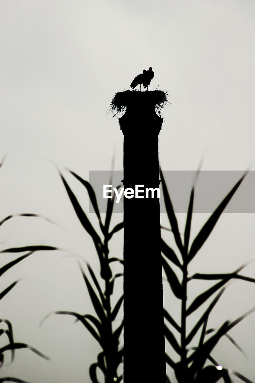 SILHOUETTE BIRD PERCHING ON WOODEN POST