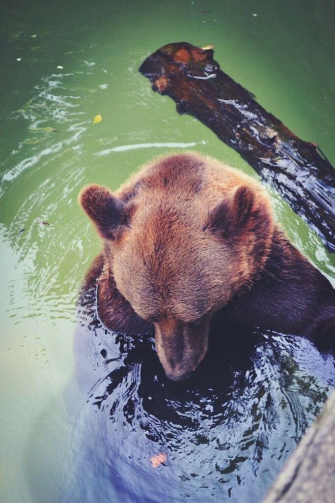 DOG IN WATER