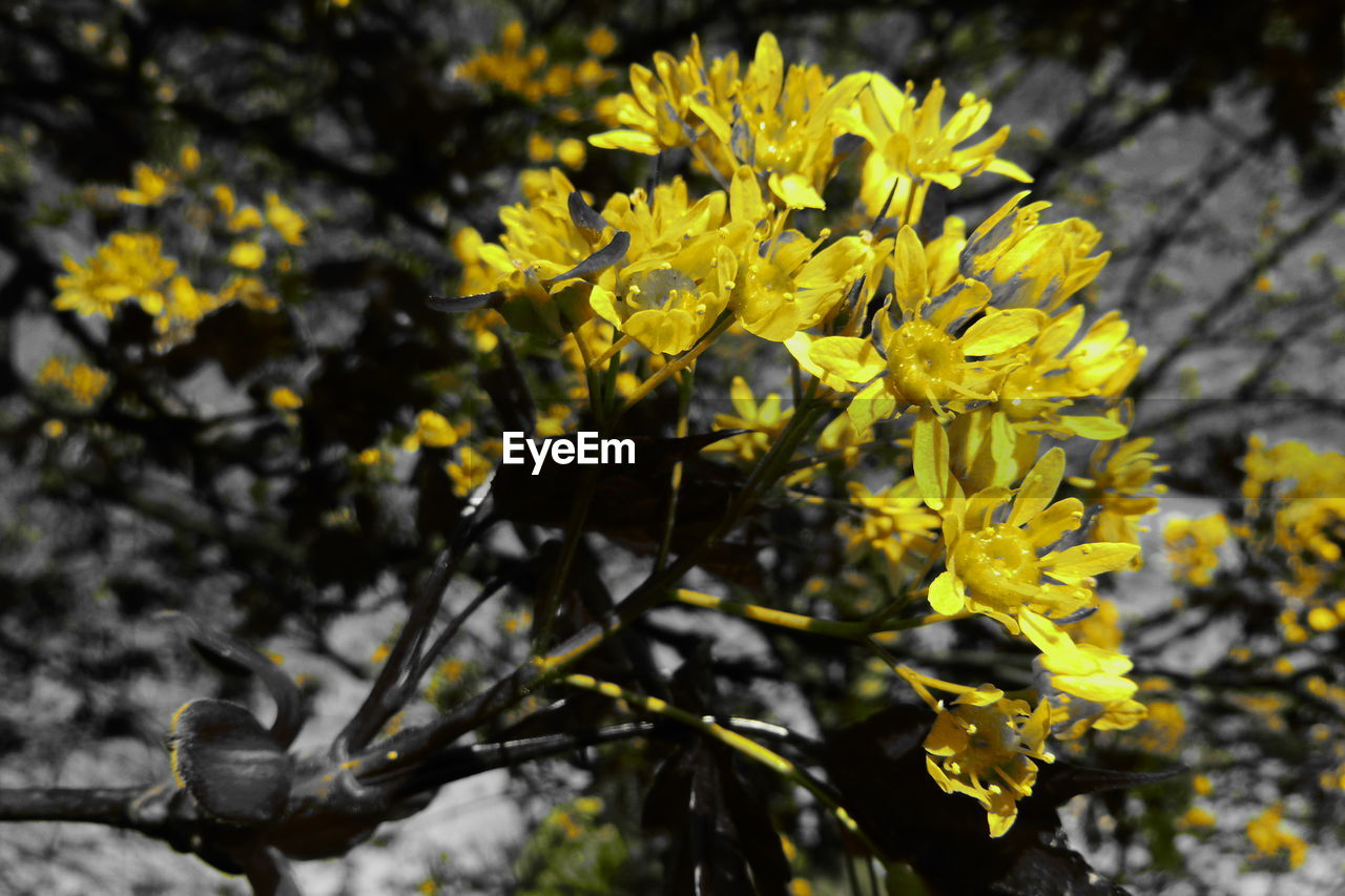 CLOSE-UP OF YELLOW FLOWER PLANT