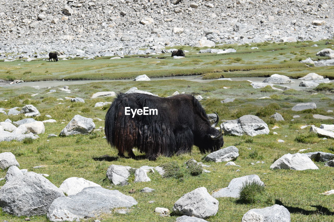 Wild yak grazing in the field