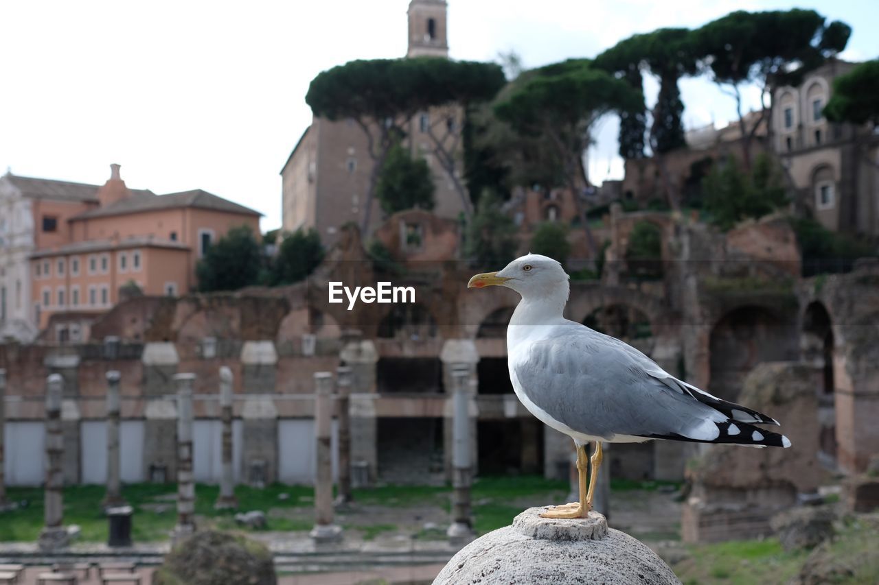 Seagull by old ruin buildings