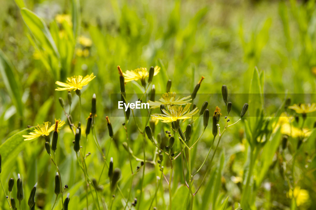 CLOSE-UP OF YELLOW FLOWERING PLANT ON LAND