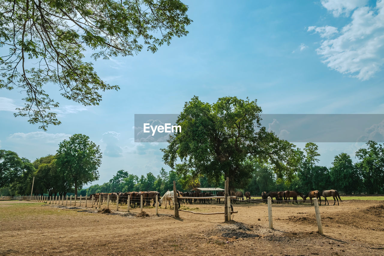 tree, plant, sky, nature, cloud, field, rural area, landscape, no people, environment, land, farm, agriculture, fence, playground, outdoors, day, ranch