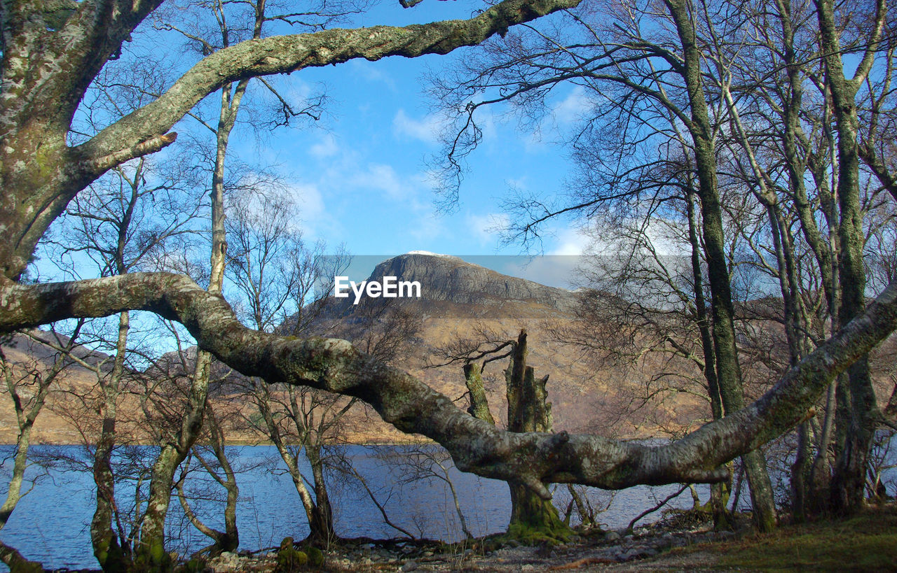 Bare trees on landscape against sky