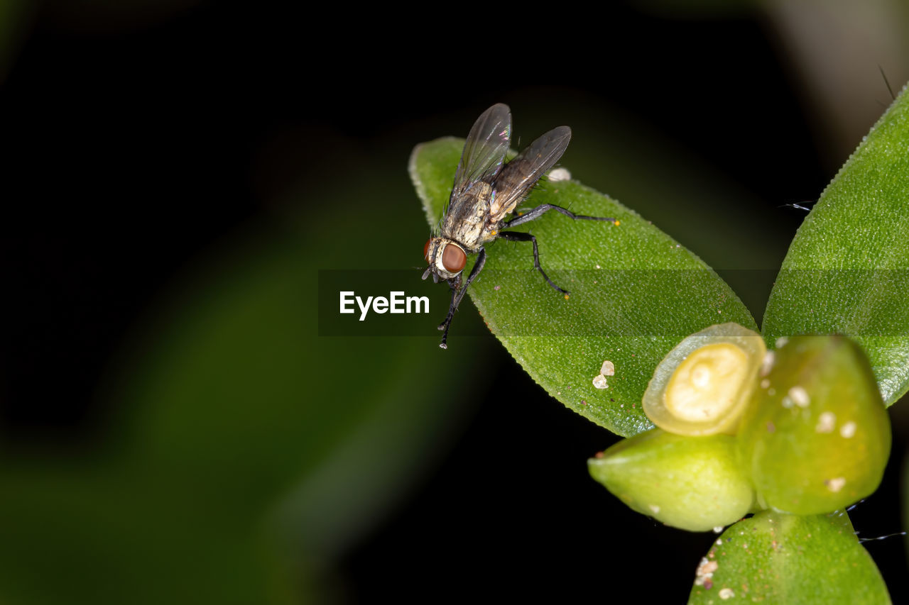 CLOSE-UP OF INSECT ON PLANT