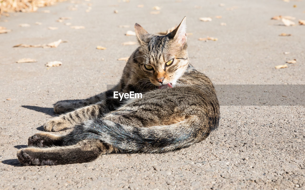 animal, animal themes, pet, cat, mammal, one animal, feline, domestic cat, domestic animals, whiskers, tabby cat, wild cat, felidae, small to medium-sized cats, land, relaxation, no people, kitten, nature, portrait, lying down, looking at camera, wildlife, day, carnivore