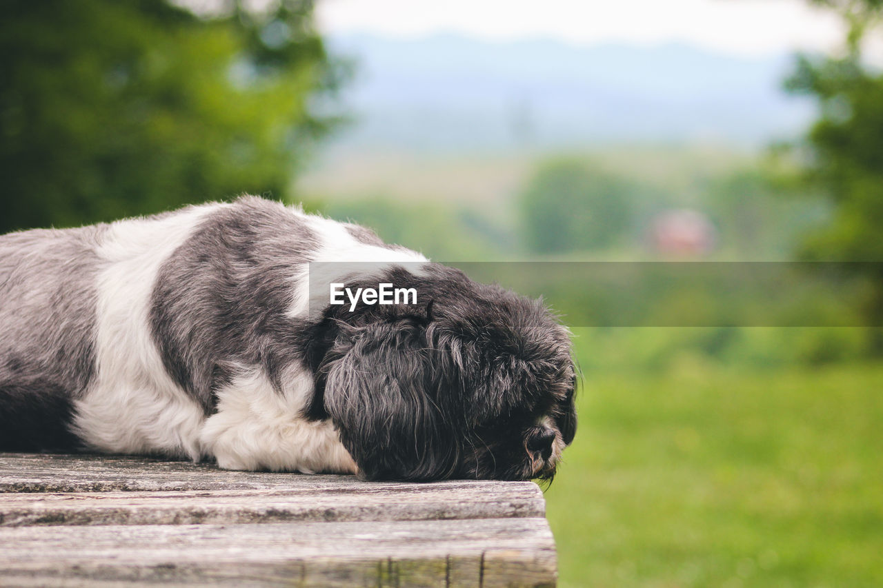 Close-up of dog lying on floorboard