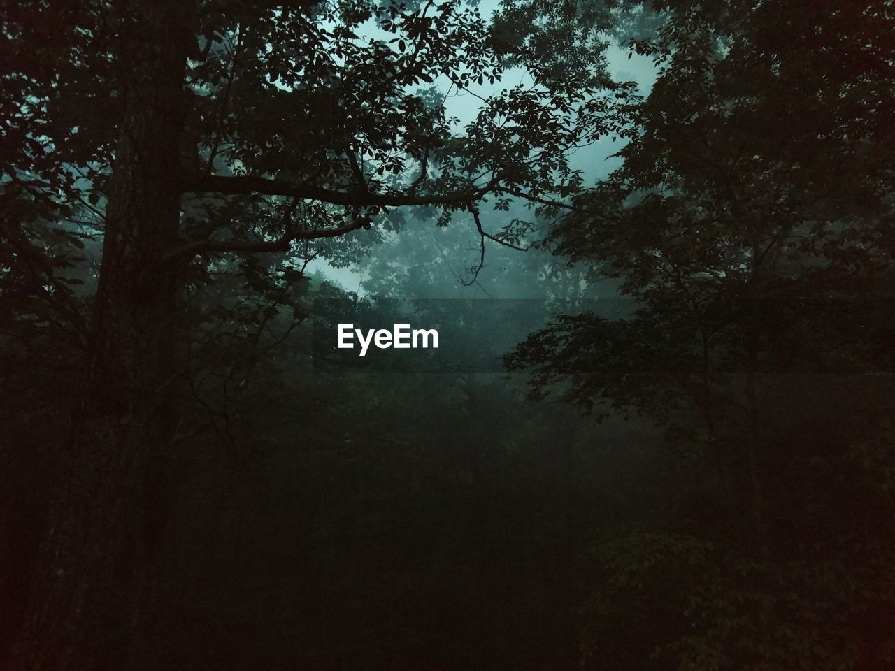 LOW ANGLE VIEW OF TREES IN FOREST AGAINST SKY