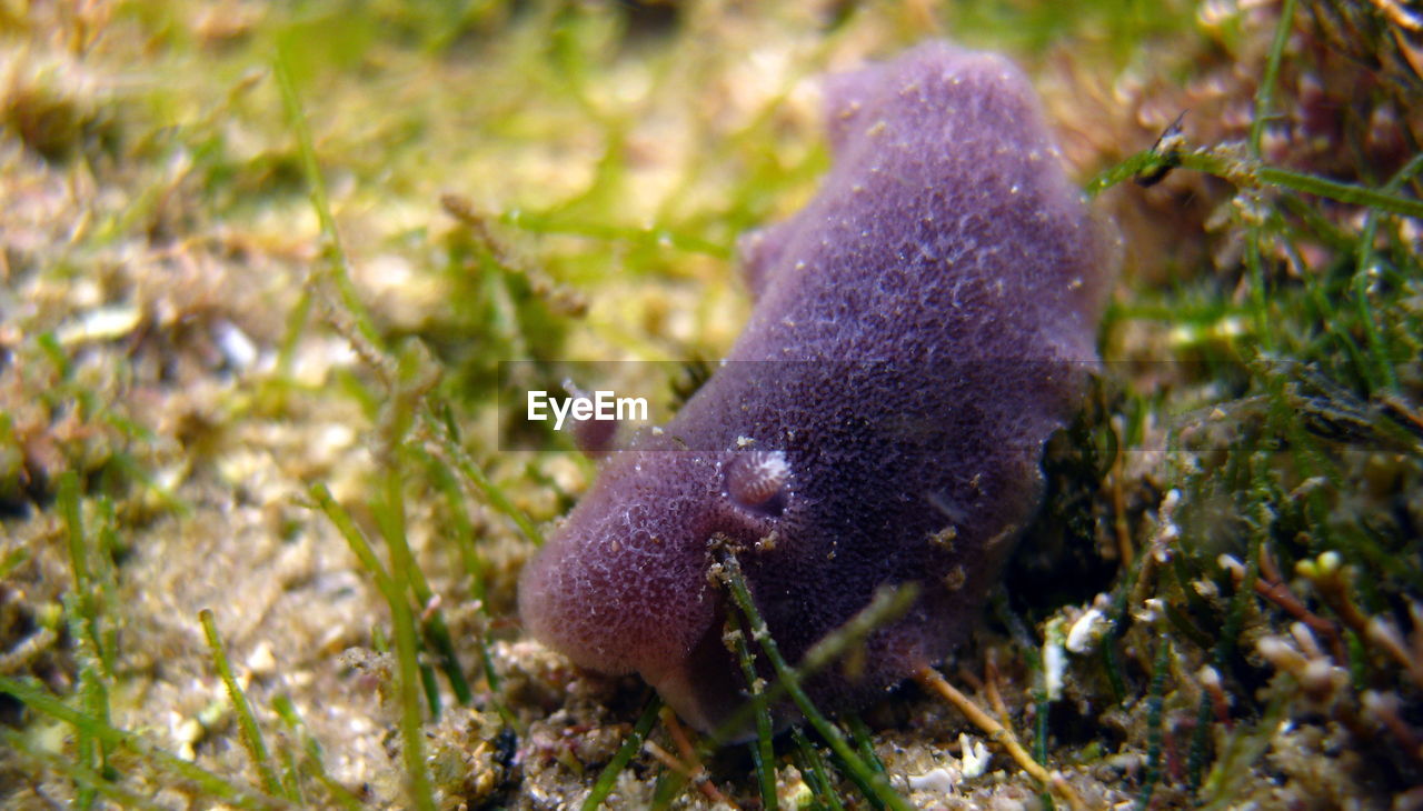 Purple colored nudibranch mauve jorunna-jorunna sp., rock pool,bronte beach, sydney, nsw