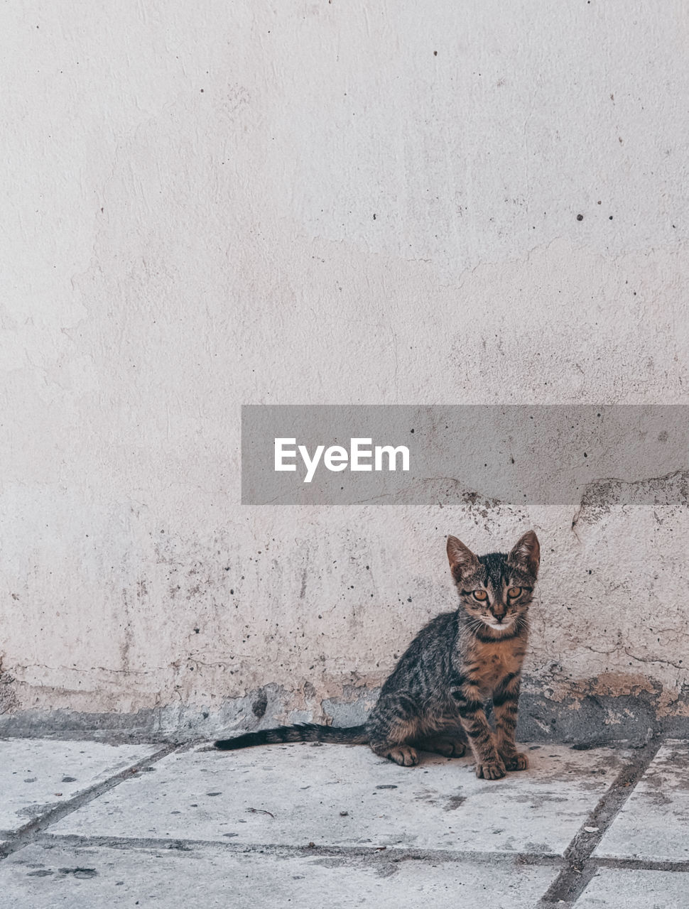 Portrait of cat sitting against wall