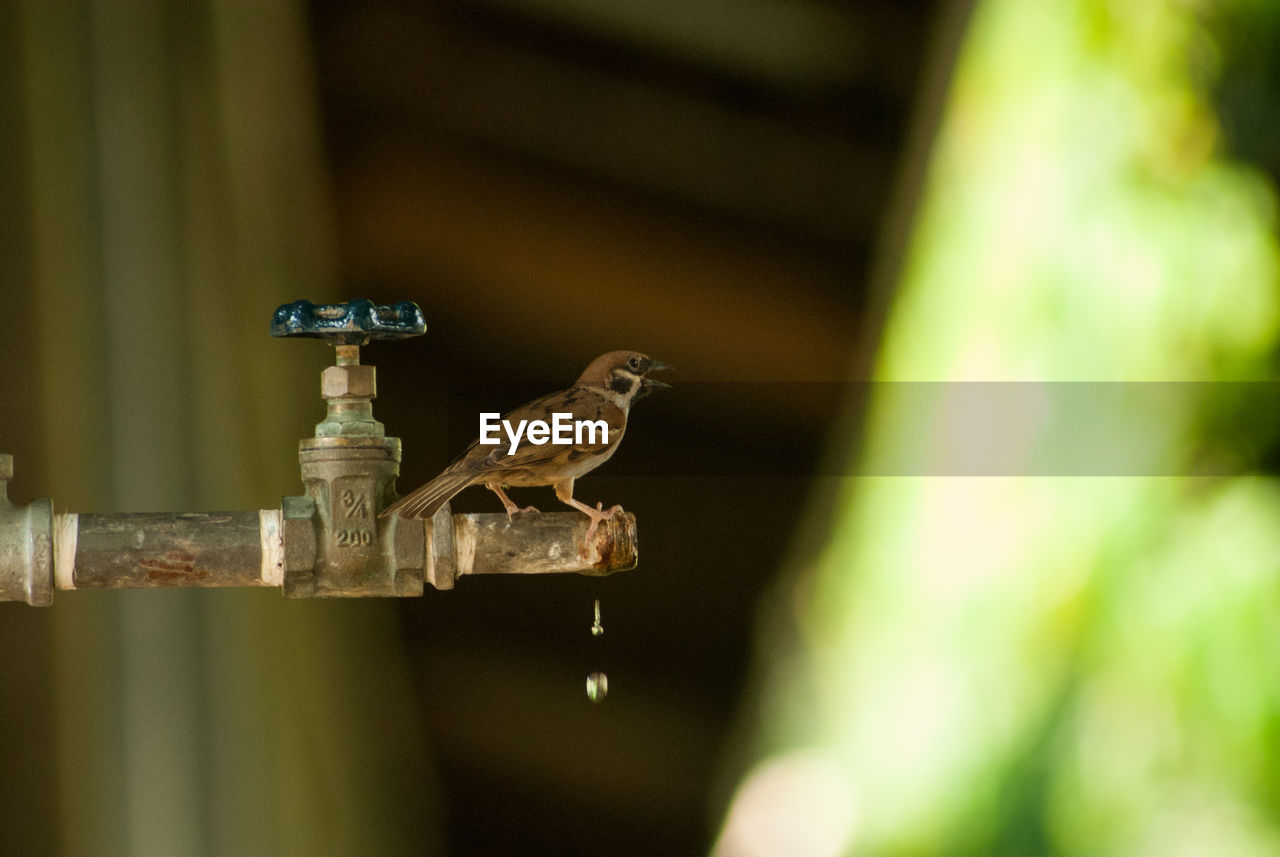 Close-up of a sparrow perching on  the faucet  waiting to get a drink