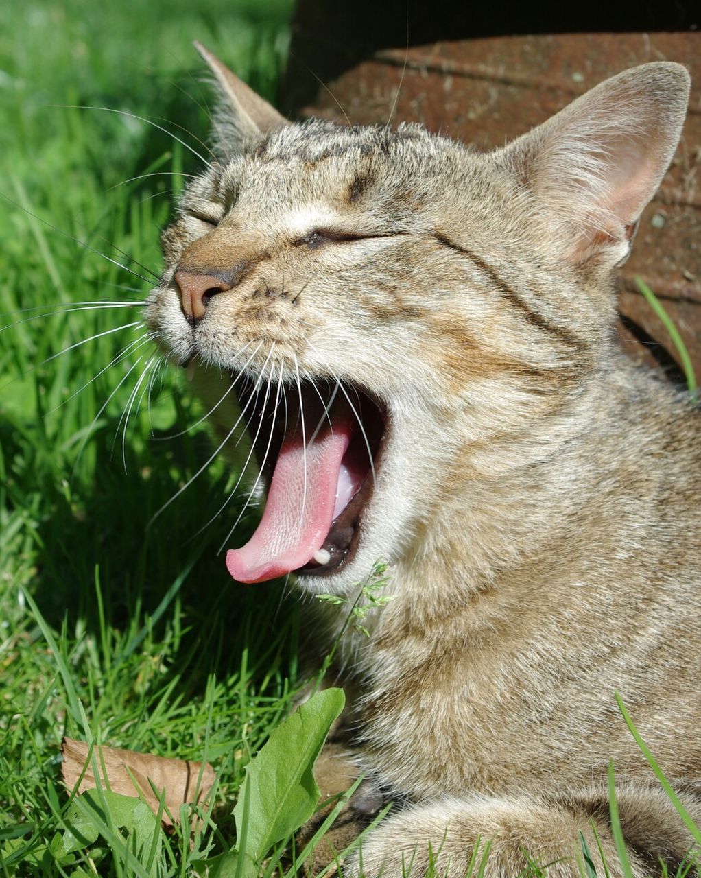 CLOSE-UP OF CAT YAWNING GRASS