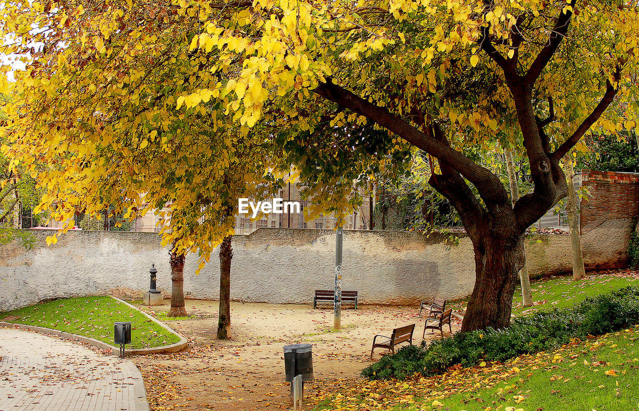 CLOSE-UP OF TREES AGAINST BLURRED BACKGROUND