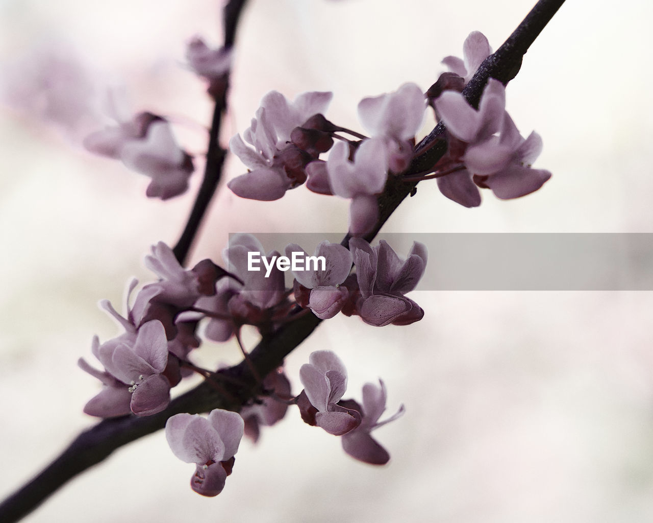 CLOSE-UP OF PINK CHERRY BLOSSOMS