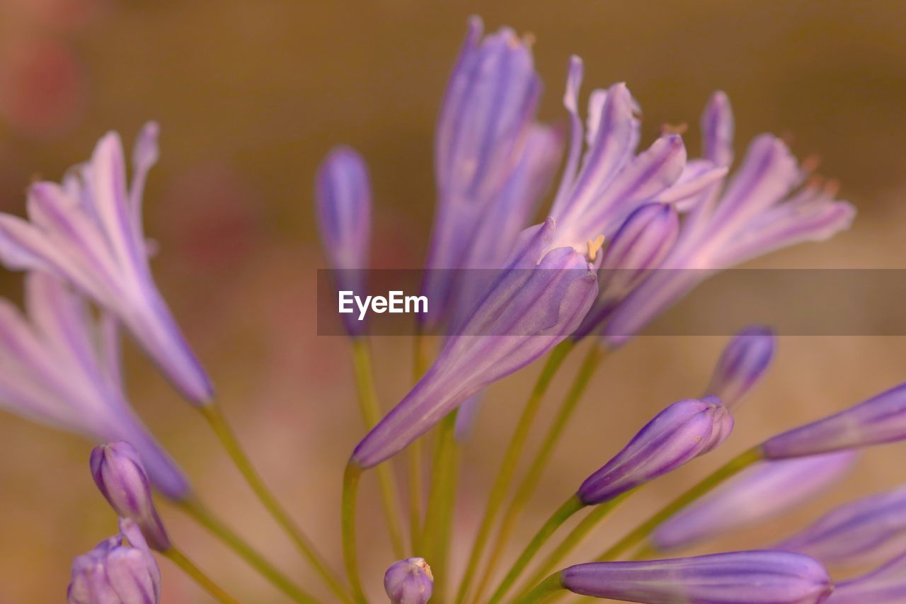 close-up of purple crocus flower