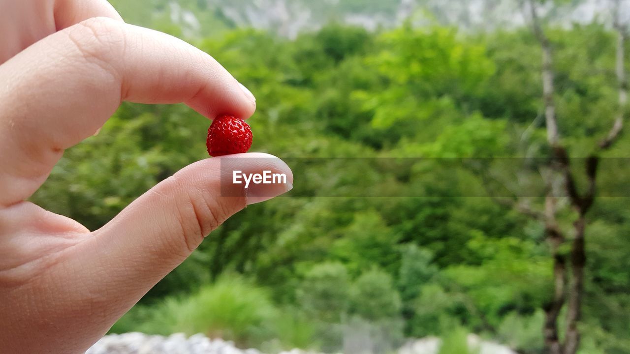 Close-up of woman holding raspberry against trees