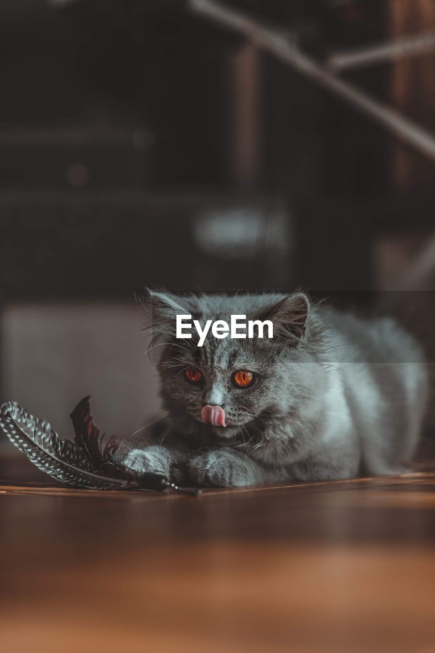 Cat's eye 