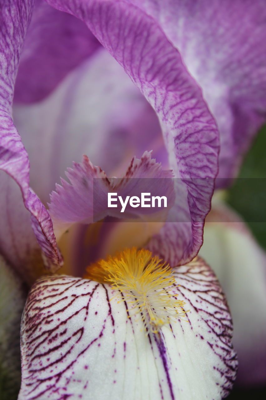 MACRO SHOT OF PURPLE FLOWER