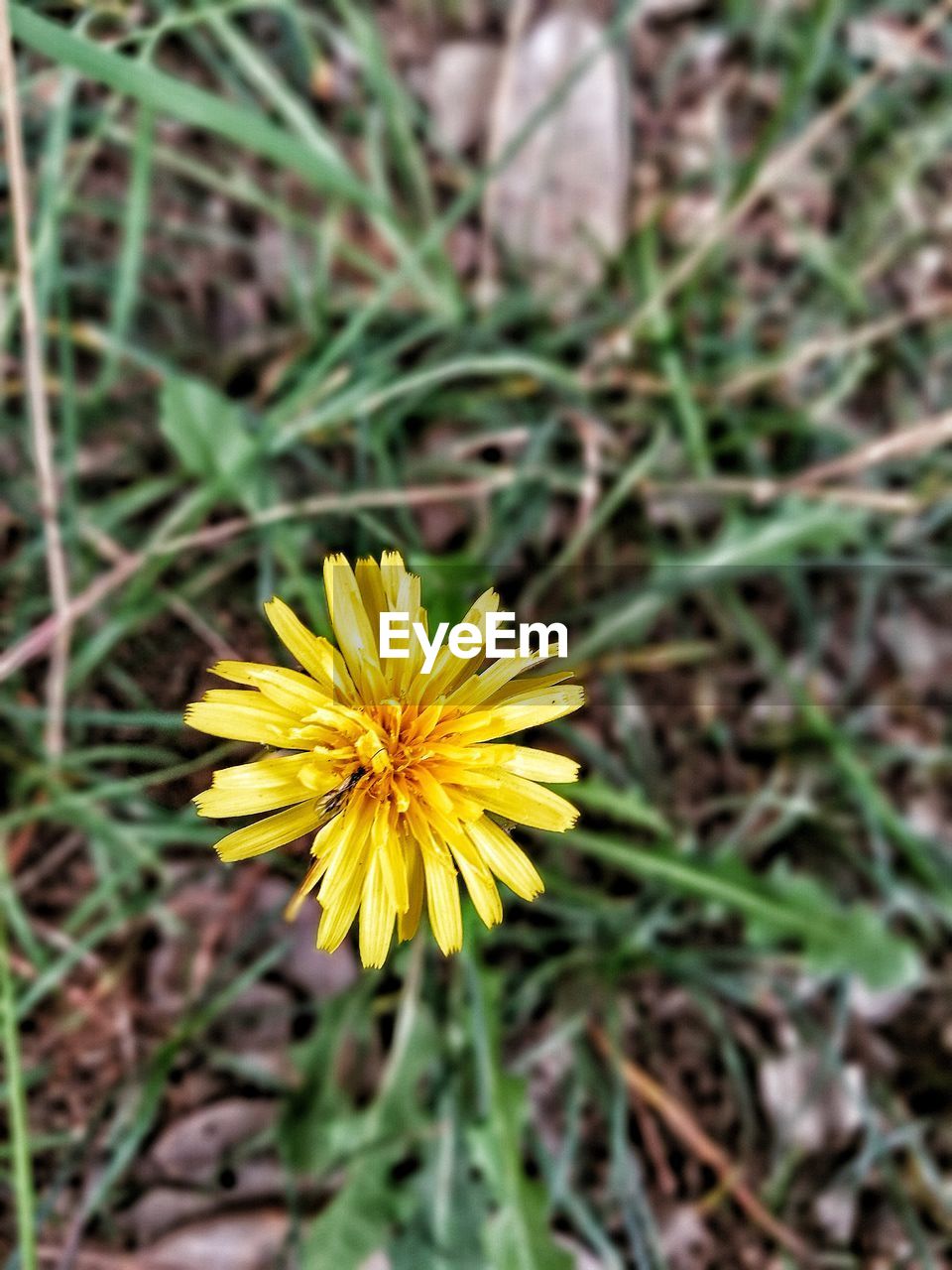 CLOSE-UP OF YELLOW COSMOS BLOOMING ON FIELD