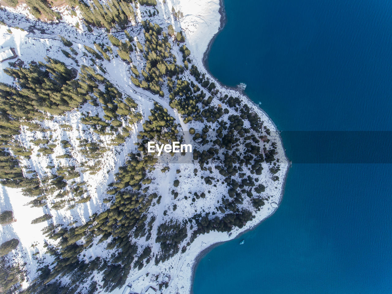 Aerial view of trees by water