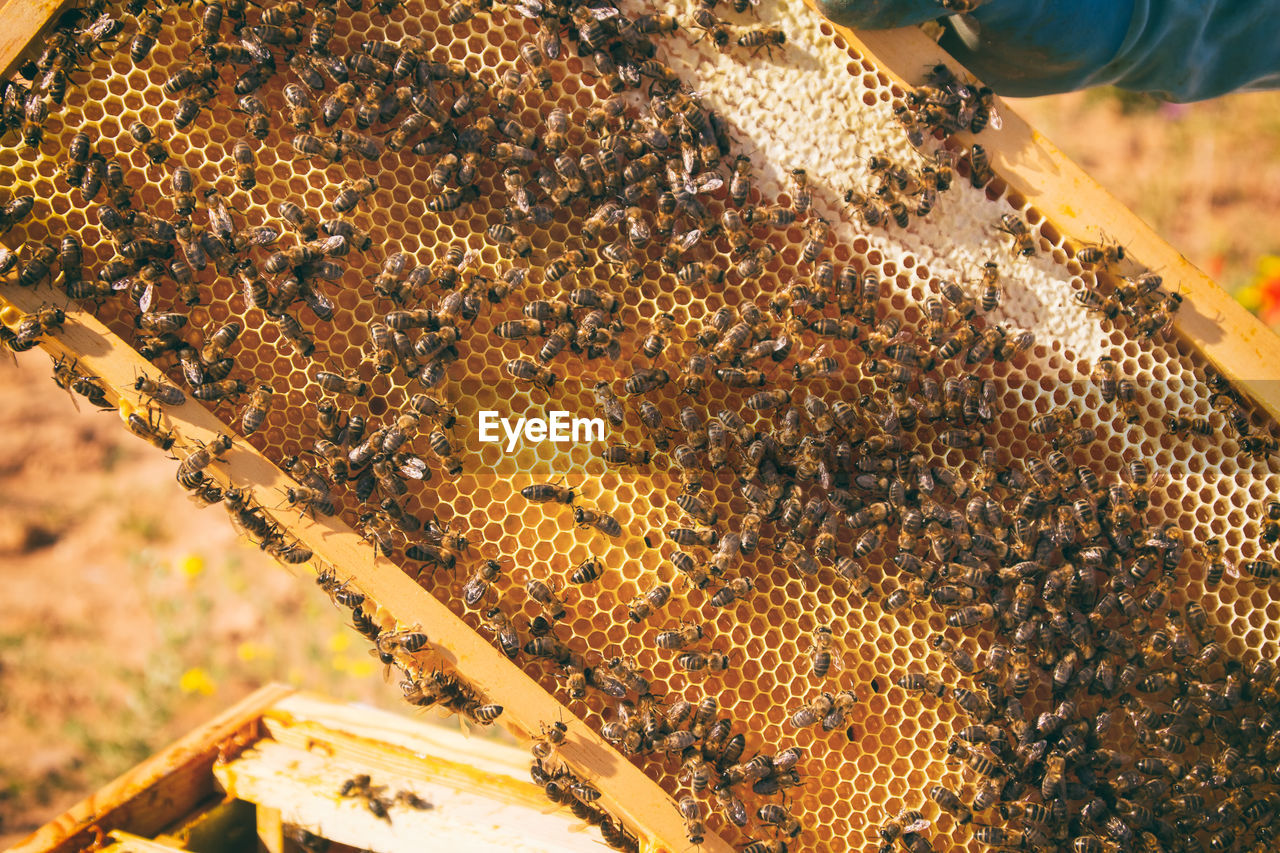 Close-up of bee on hive