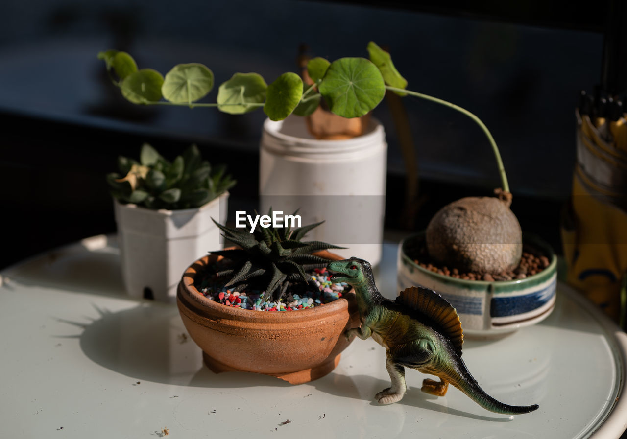 close-up of potted plant