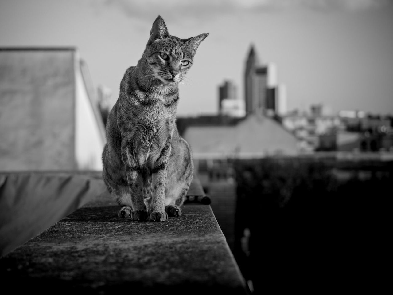 Portrait of cat sitting on retaining wall in city