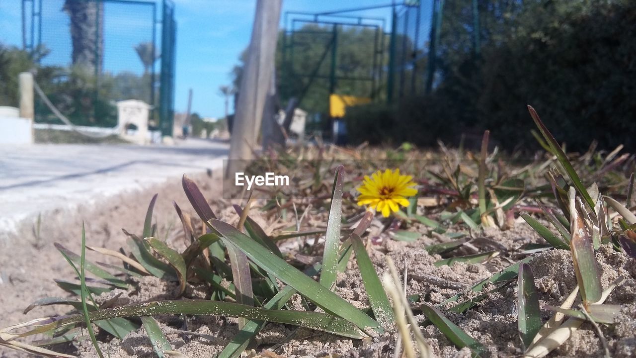 CLOSE-UP OF YELLOW FLOWERS GROWING IN PARK