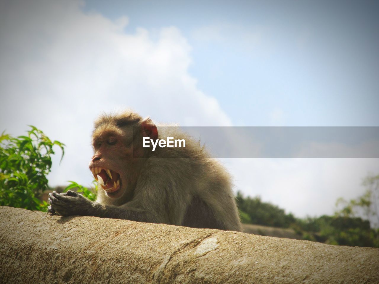 Monkey on retaining wall against sky