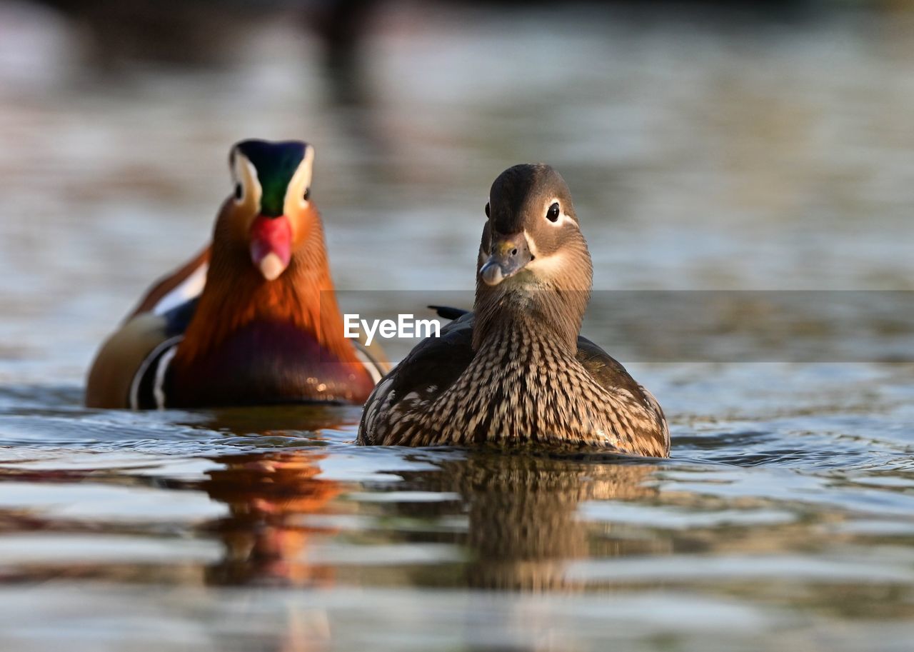 duck swimming on lake